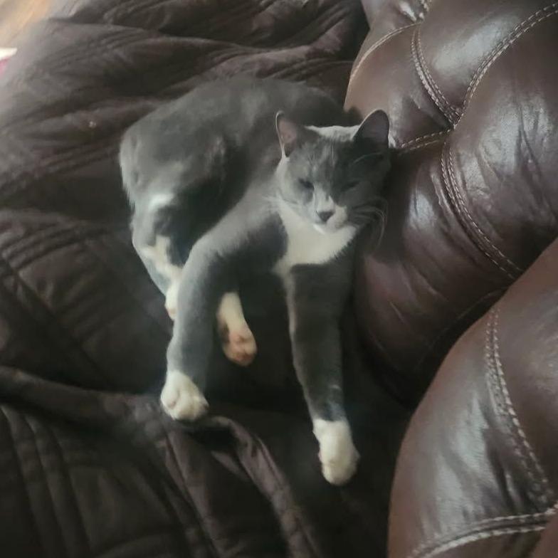 Enlarge Kevin, a Adoptable Domestic Short Hair in Atlanta, GA image 4/6