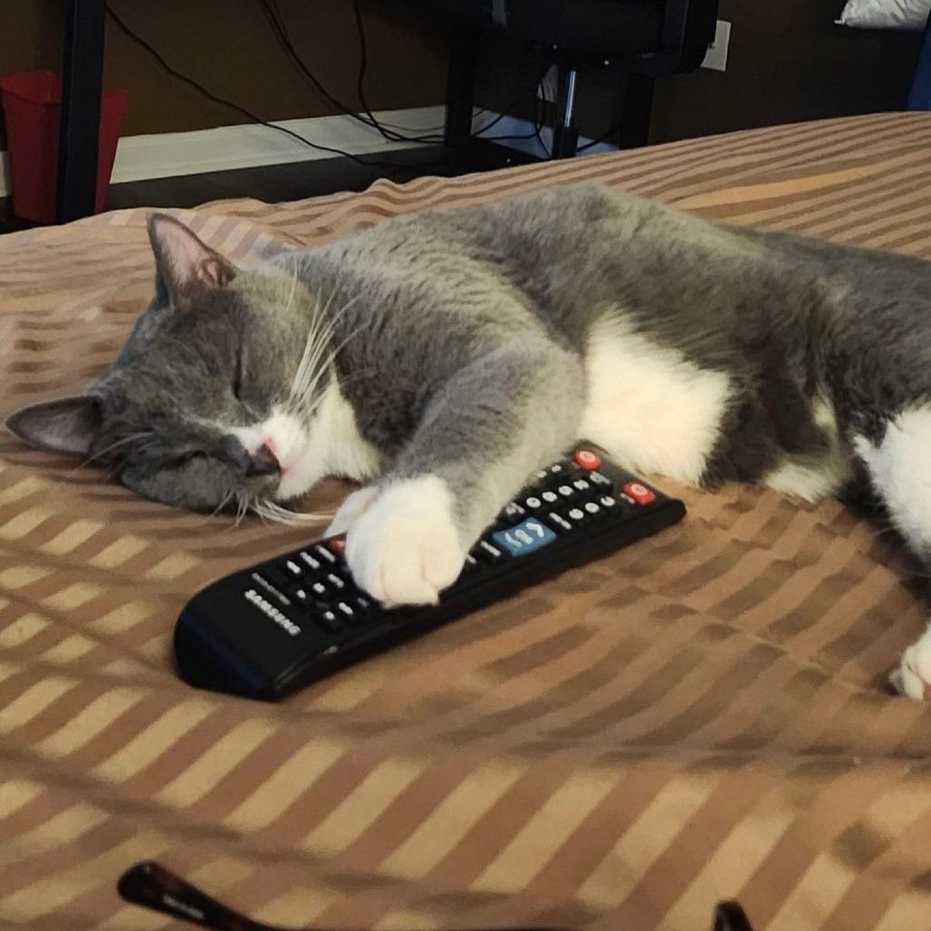 Enlarge Kevin, a Adoptable Domestic Short Hair in Atlanta, GA image 5/6