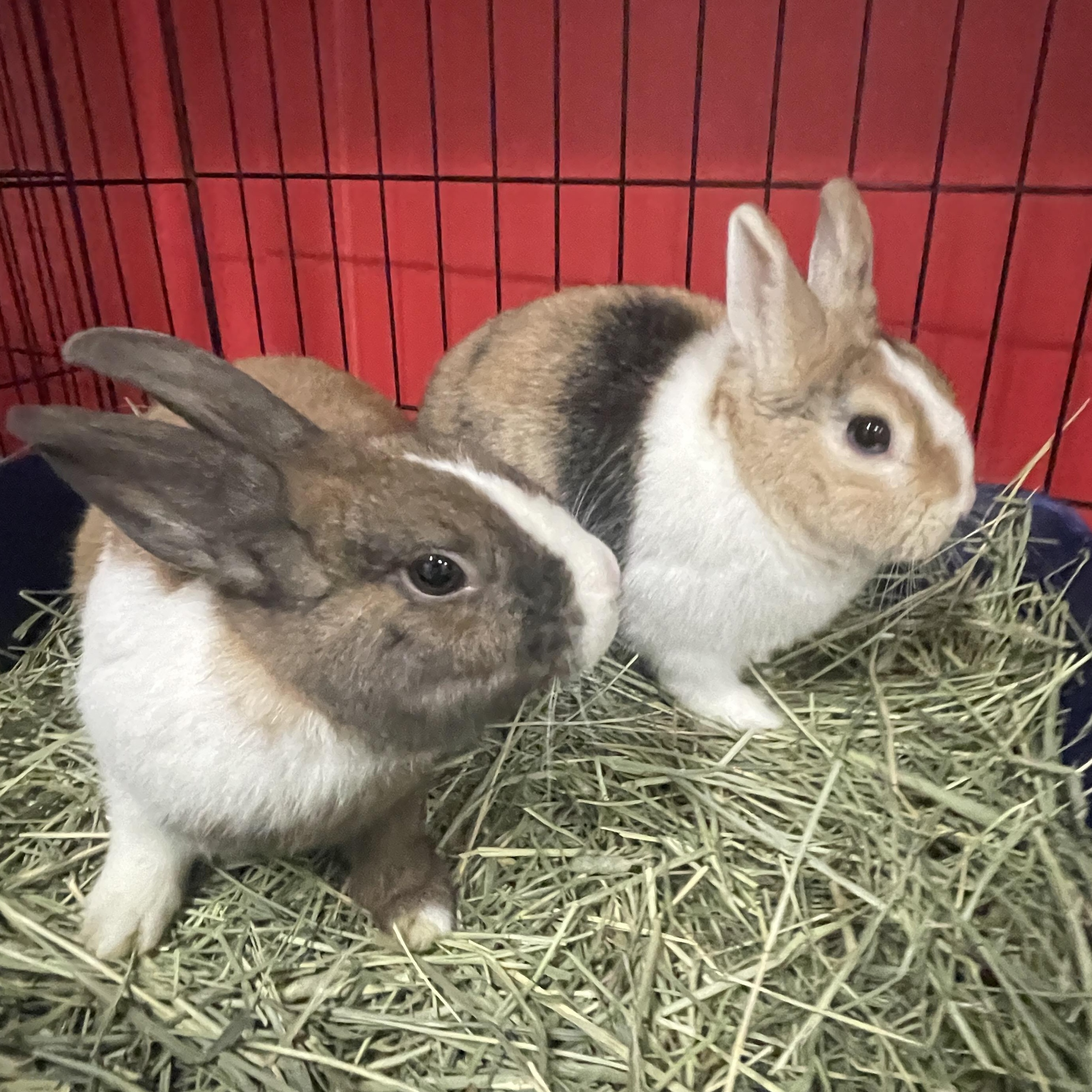 Enlarge Pop Tart & Falcon, a ADOPTABLE Dwarf in Chicago, IL image 2/2