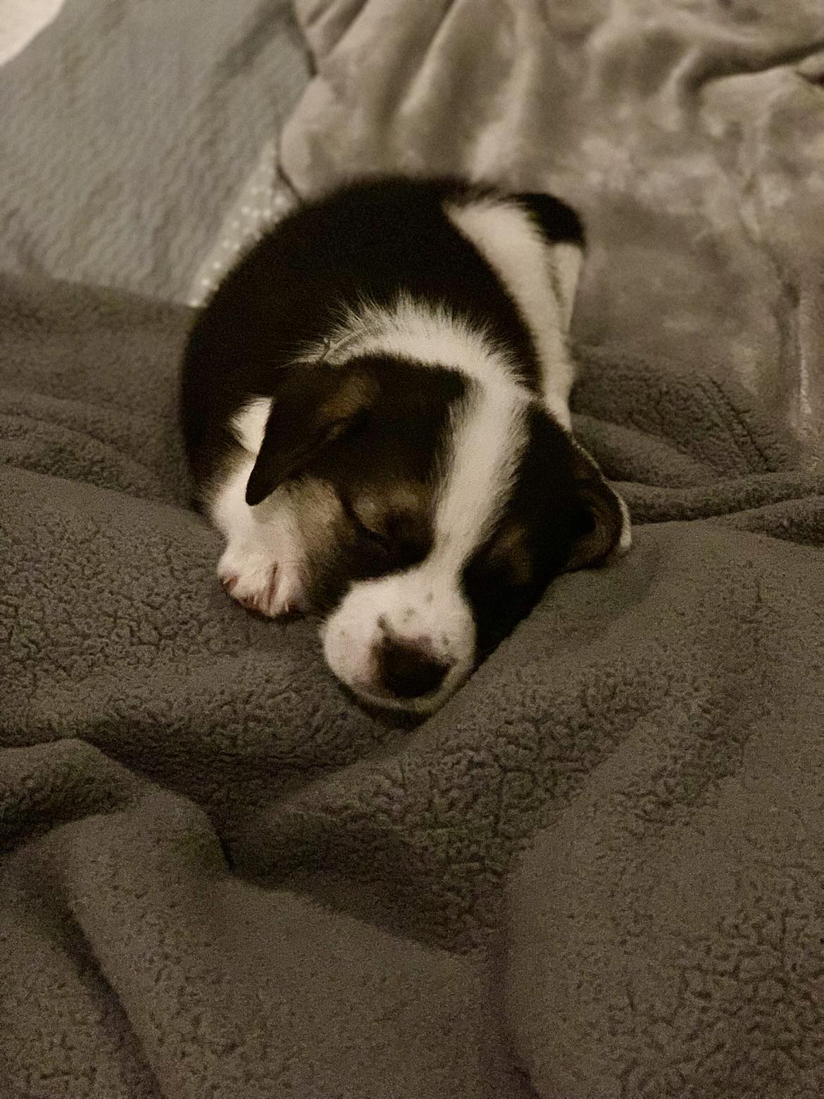 Enlarge Rocky, a Adopted Australian Shepherd in Brattleboro , VT image 4/6