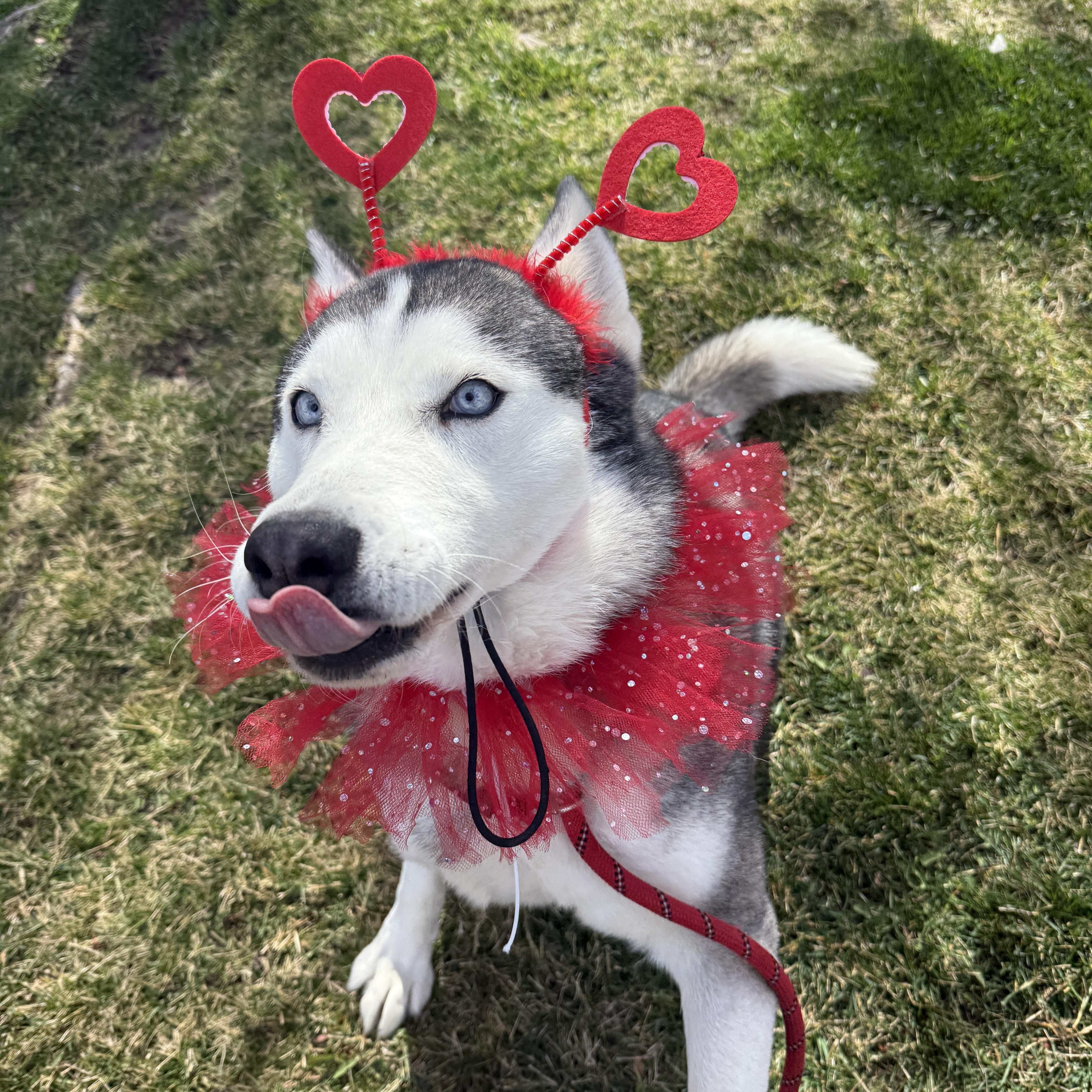 Enlarge Old lady Mia!, a Adopted Husky in Palmdale, CA image 2/5