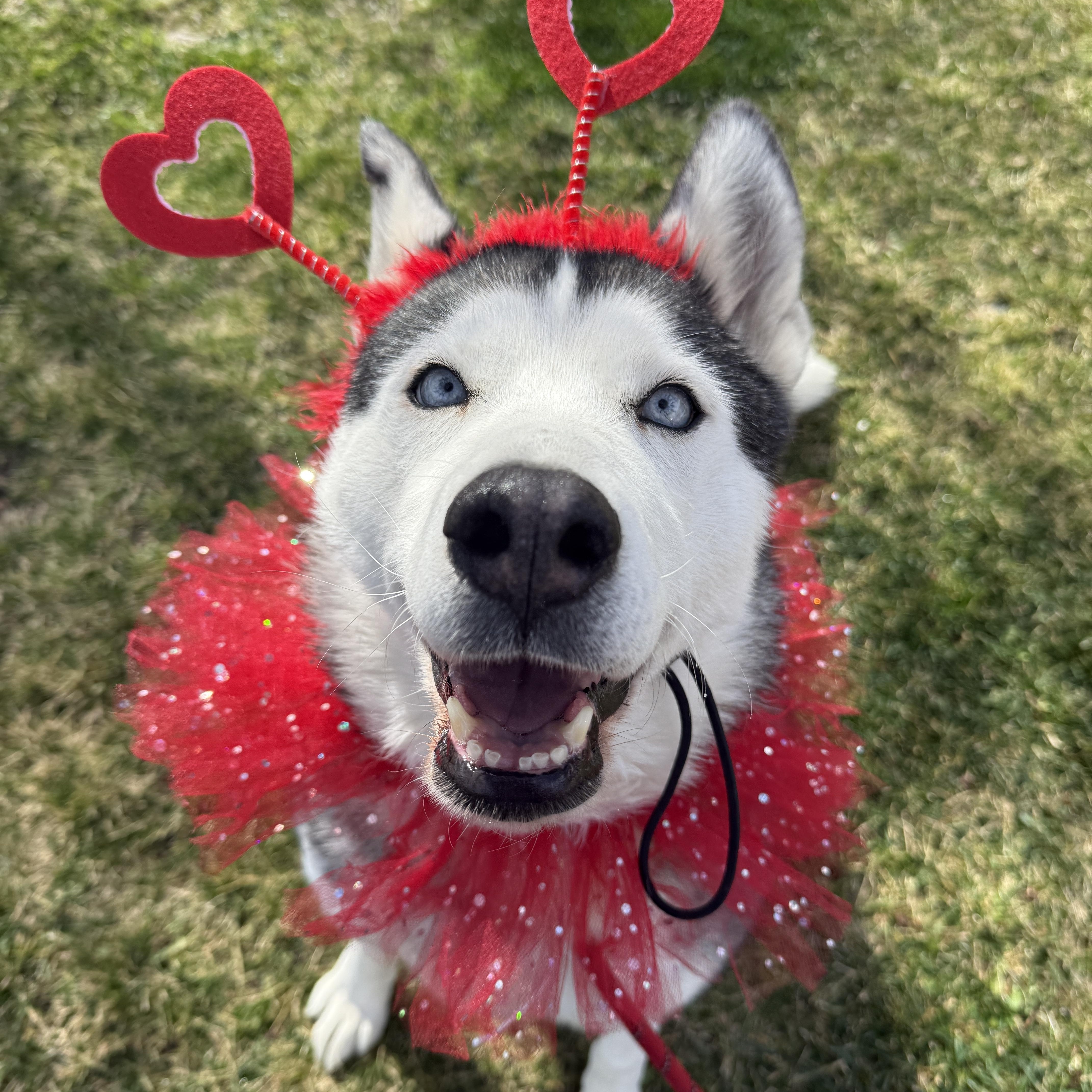 Enlarge Old lady Mia!, a Adopted Husky in Palmdale, CA image 1/5