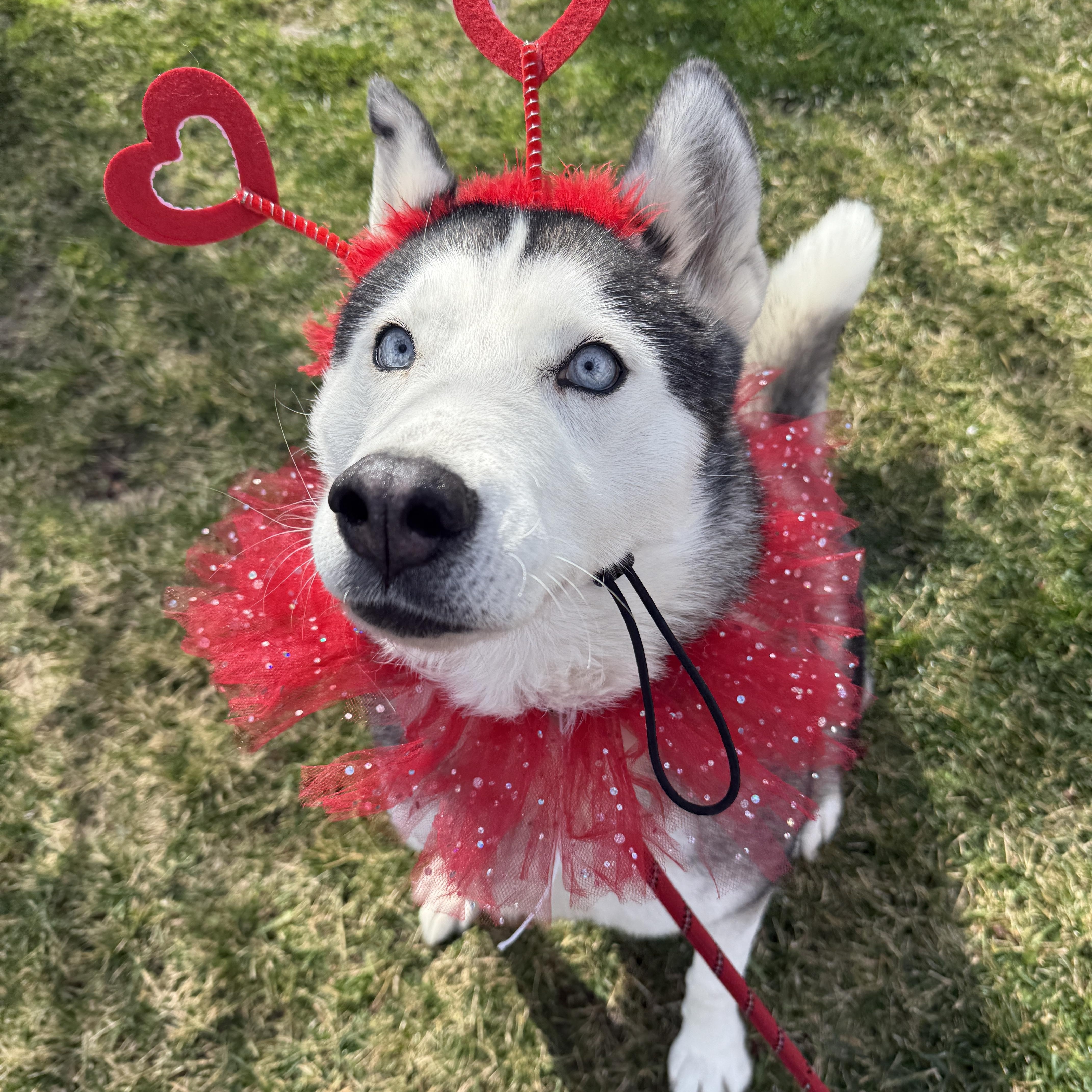 Enlarge Old lady Mia!, a Adopted Husky in Palmdale, CA image 3/5