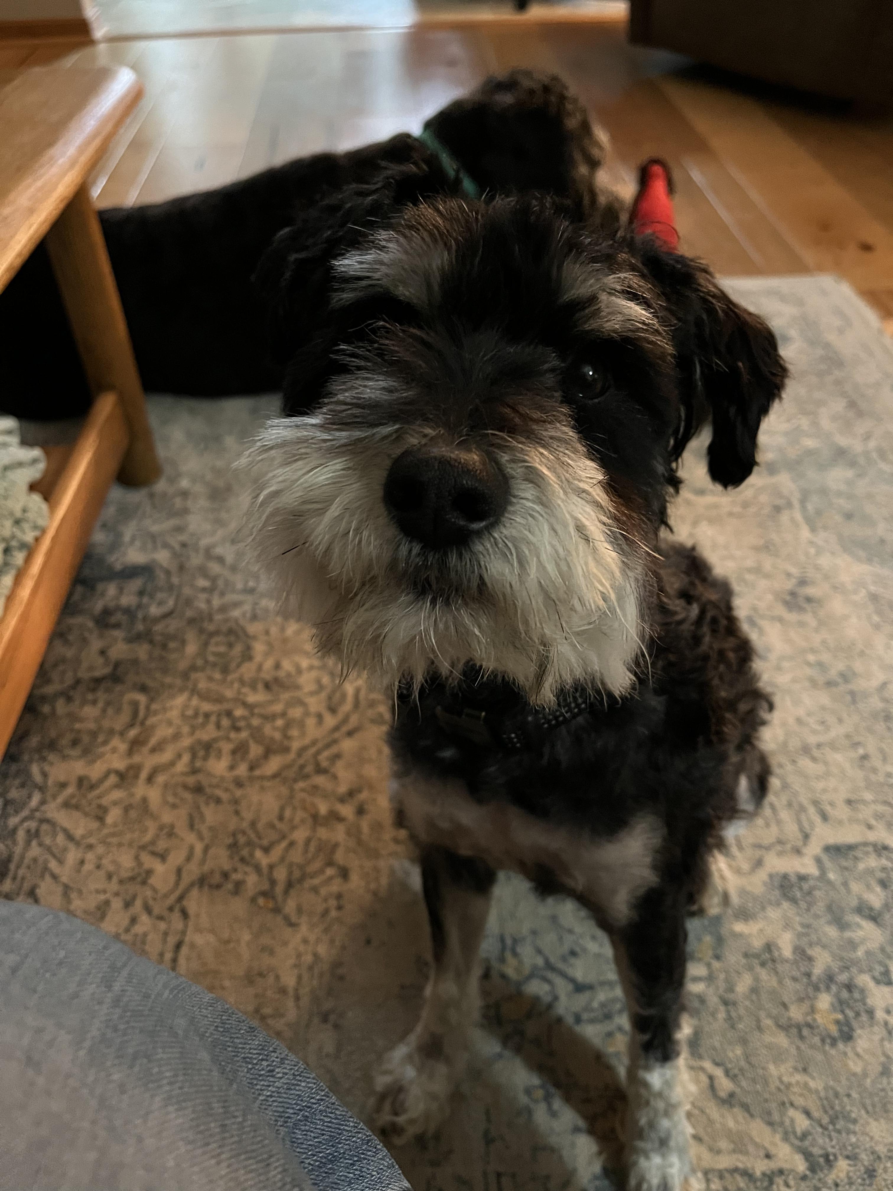 Bruno — thumbnail 2