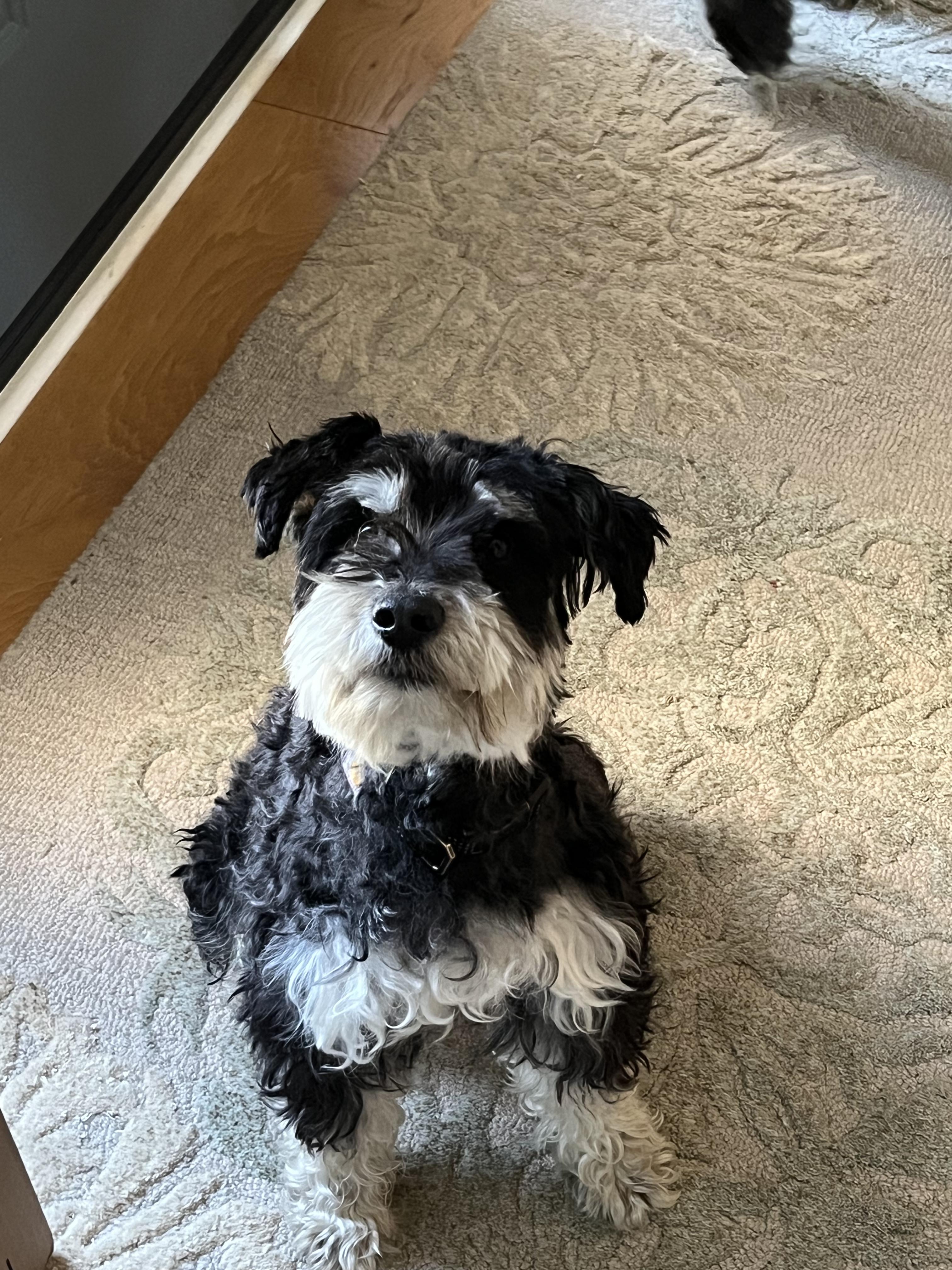 Bruno — thumbnail 4