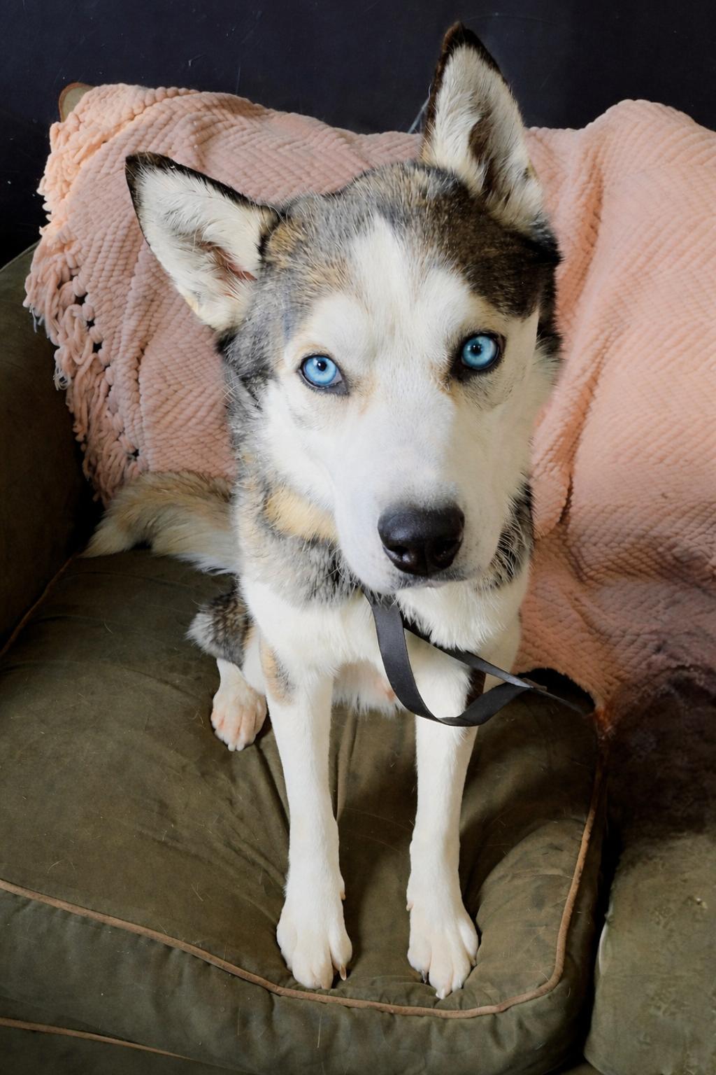 Freedom, an adopted Husky in Darien Center, NY image 4/5