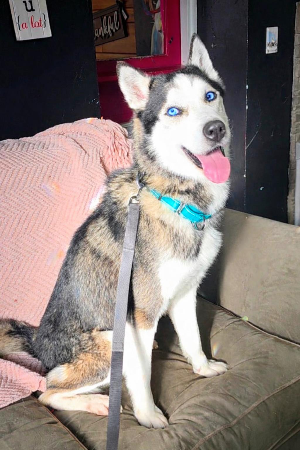 Freedom, an adopted Husky in Darien Center, NY image 3/5