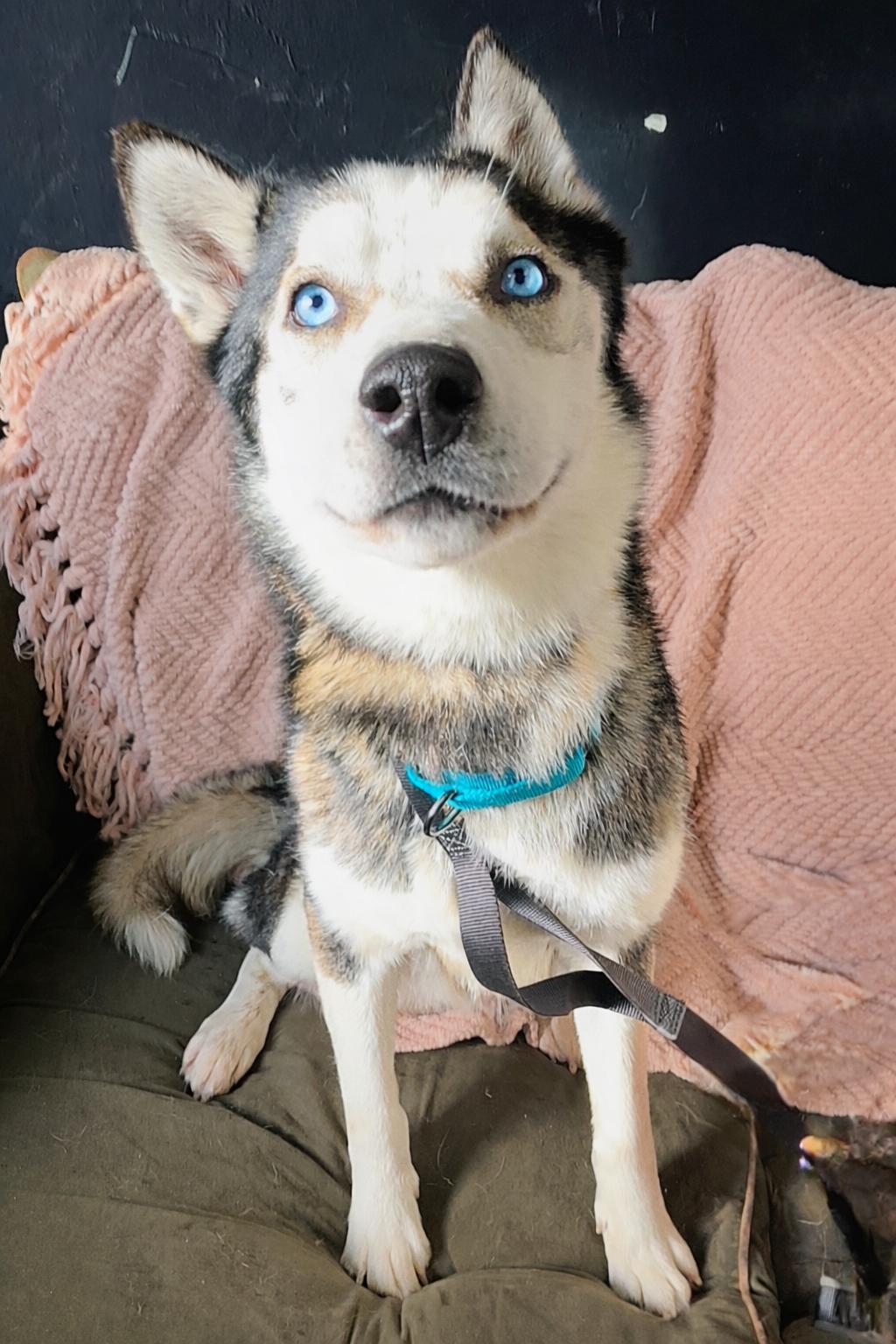 Freedom, an adopted Husky in Darien Center, NY image 2/5