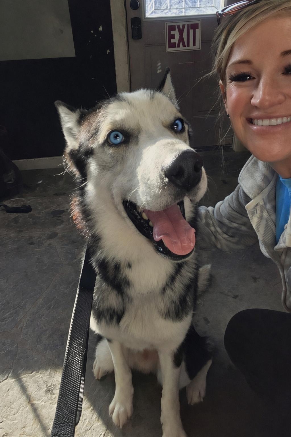 Freedom, an adopted Husky in Darien Center, NY image 5/5