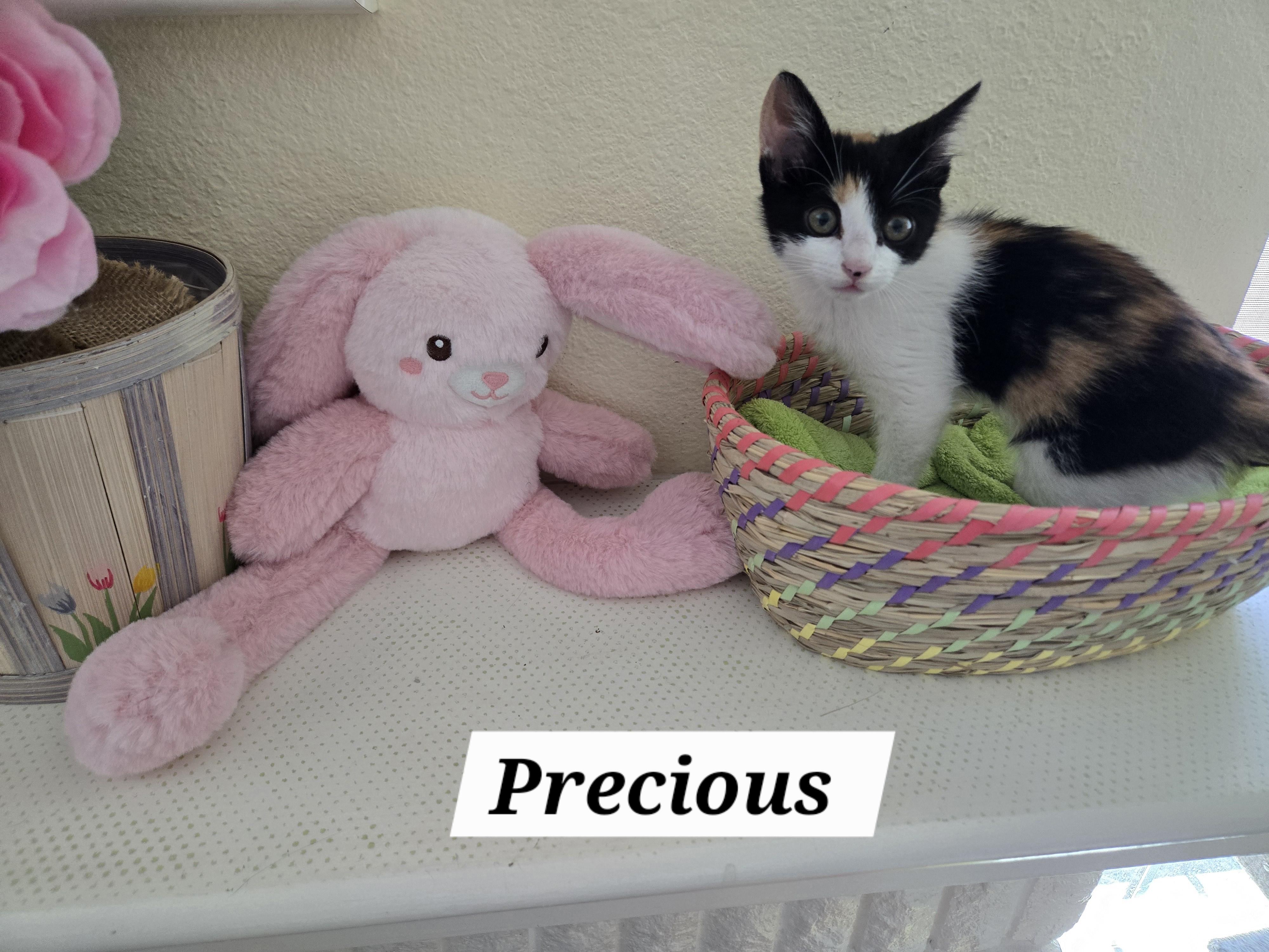 Precious, Baby Female Calico