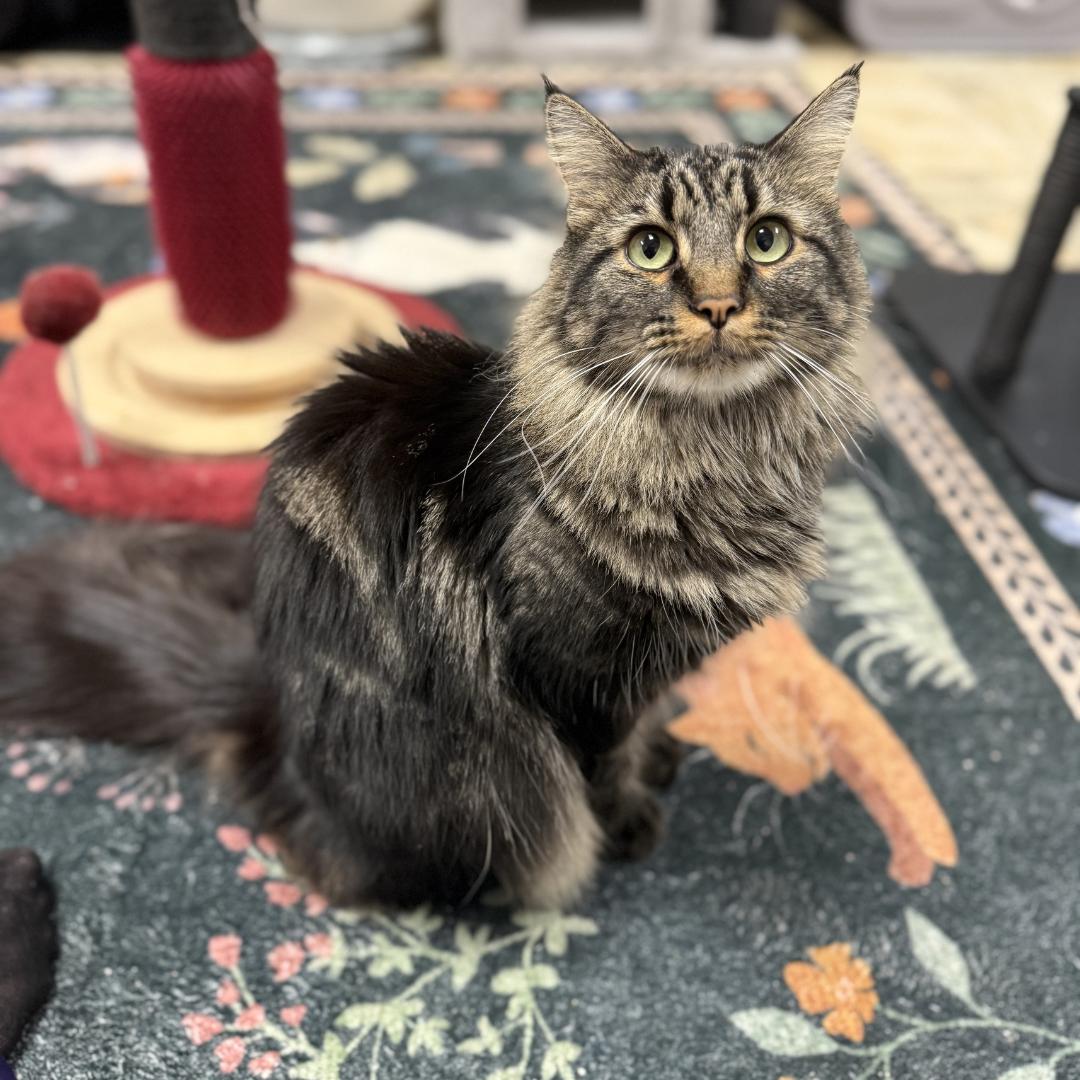 Marie, a Adoptable Domestic Medium Hair in Monaca, PA image 1/2