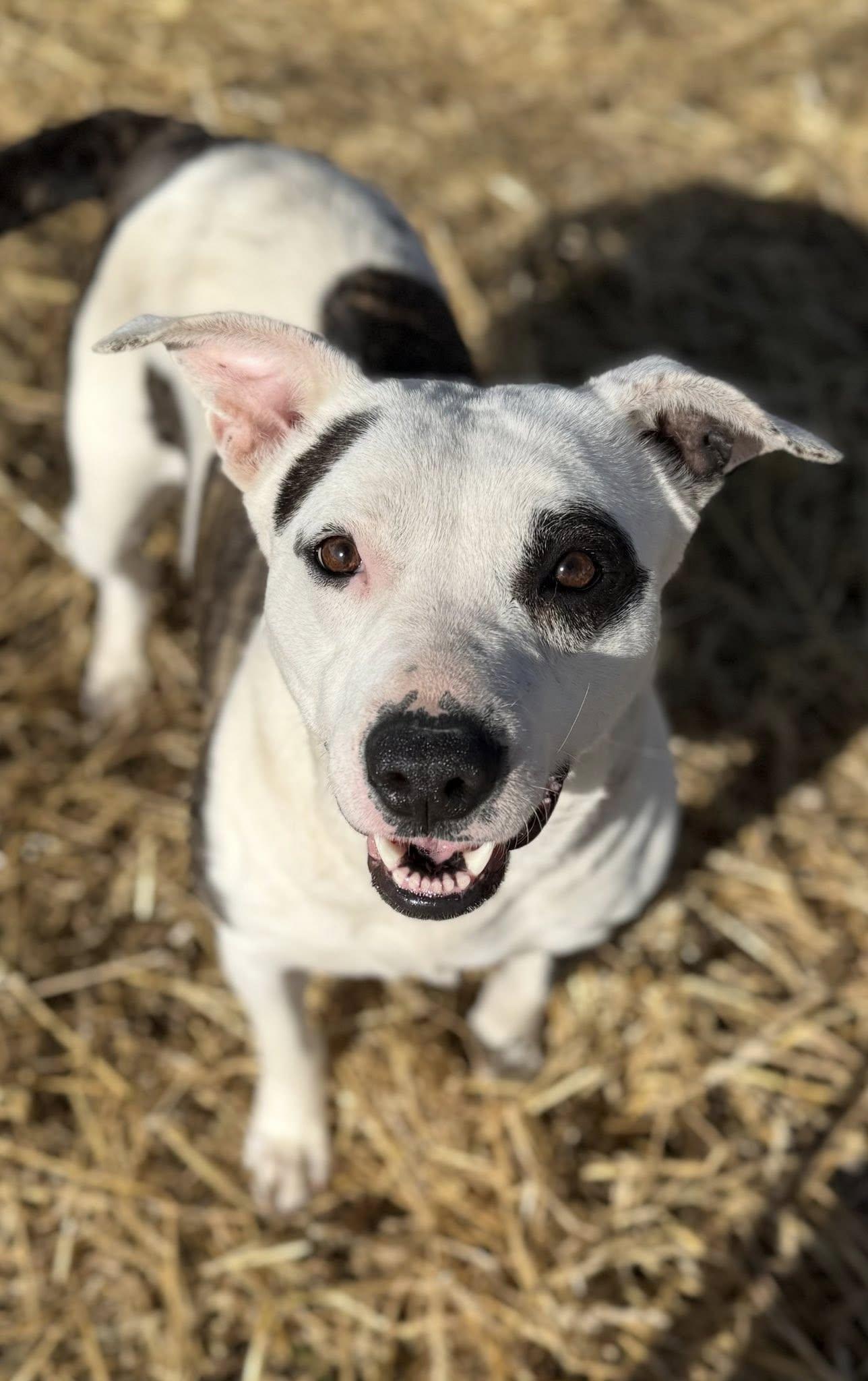 Enlarge Ms. Nutmeg, a ADOPTABLE Pit Bull Terrier in Plainfield, IL image 1/4