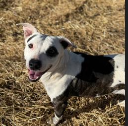 Enlarge Ms. Nutmeg, a ADOPTABLE Pit Bull Terrier in Plainfield, IL image 4/4