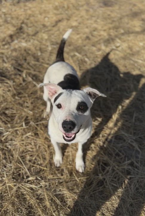 Enlarge Ms. Nutmeg, a ADOPTABLE Pit Bull Terrier in Plainfield, IL video 2/4