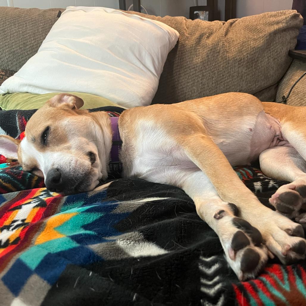 Enlarge Friesan, a Adoptable Labrador Retriever in Apache Junction, AZ image 2/5