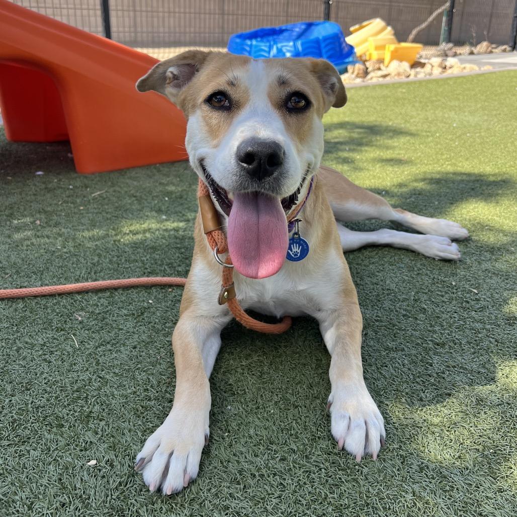 Friesan, a Adoptable Labrador Retriever in Apache Junction, AZ image 3/6