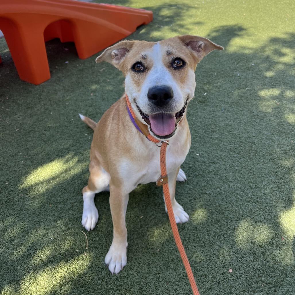 Enlarge Friesan, a Adoptable Labrador Retriever in Apache Junction, AZ image 3/6