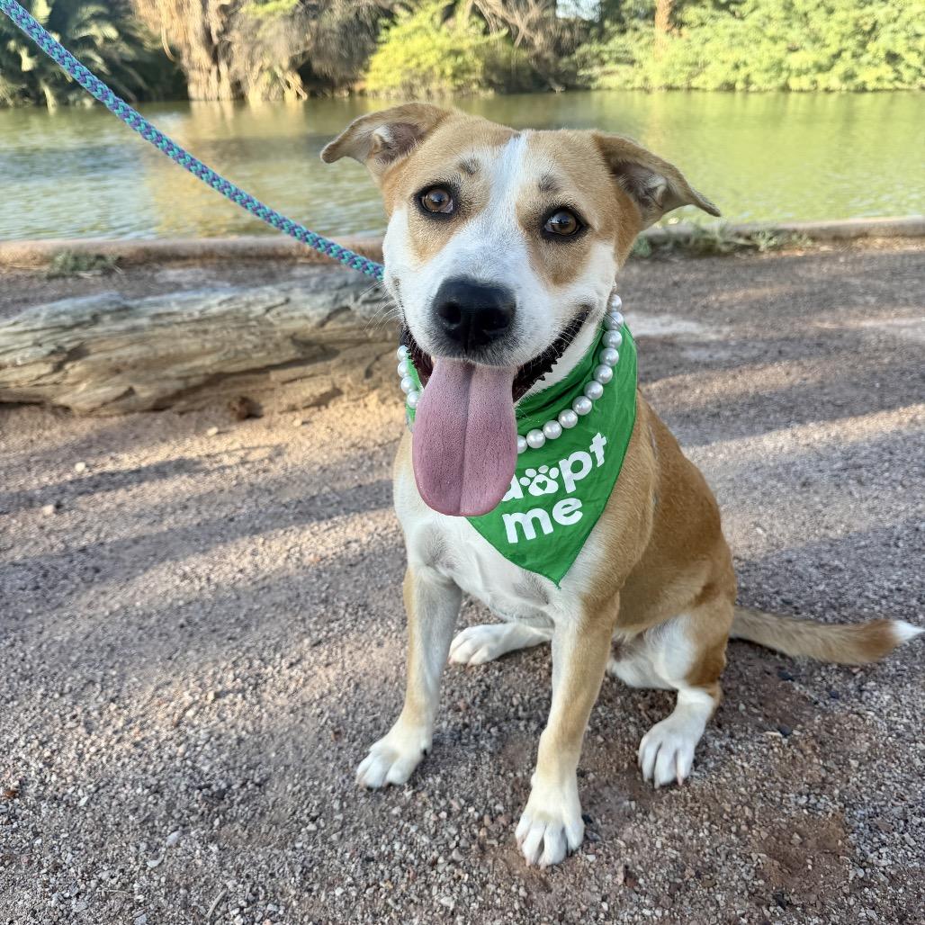Enlarge Friesan, a Adoptable Labrador Retriever in Apache Junction, AZ image 3/6