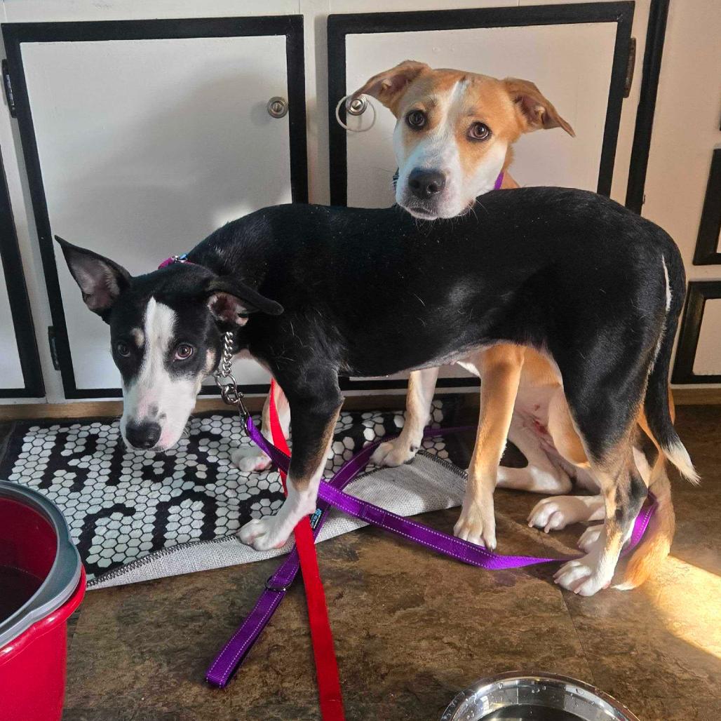 Enlarge Friesan, a Adoptable Labrador Retriever in Apache Junction, AZ image 3/5