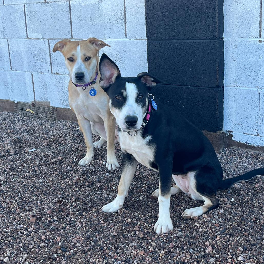 Enlarge Friesan, a Adoptable Labrador Retriever in Apache Junction, AZ image 4/5