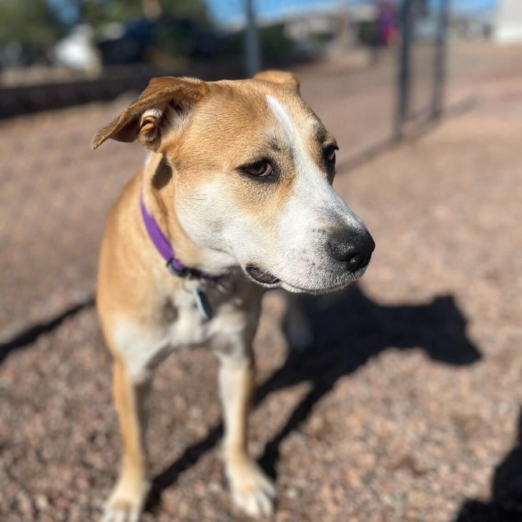 Enlarge Friesan, a Adoptable Labrador Retriever in Apache Junction, AZ image 5/5
