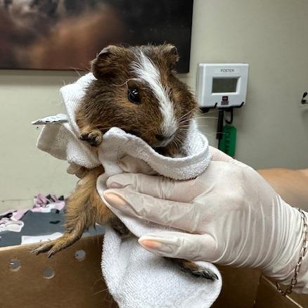 Ramen, Adoptable, Young Male Guinea Pig.