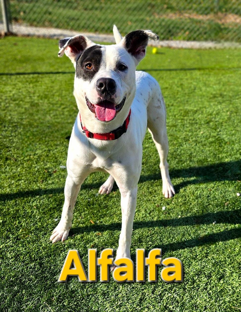Enlarge Alfalfa, a ADOPTABLE mixed breed in Smithville, MO image 1/1