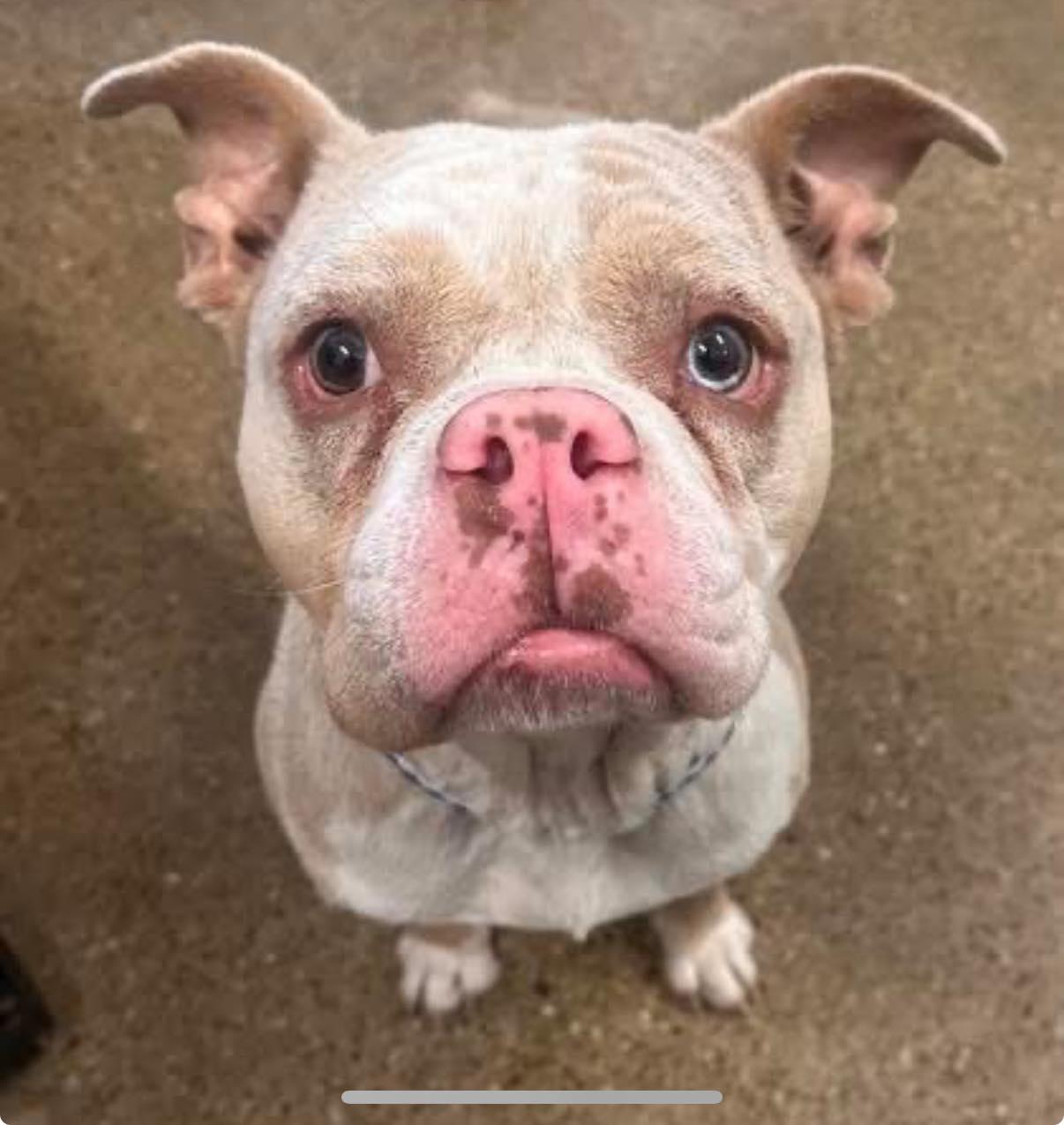 Miss Piggy thumbnail 2