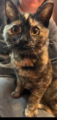 Sunshine, Adopted, Young Female Domestic Short Hair.