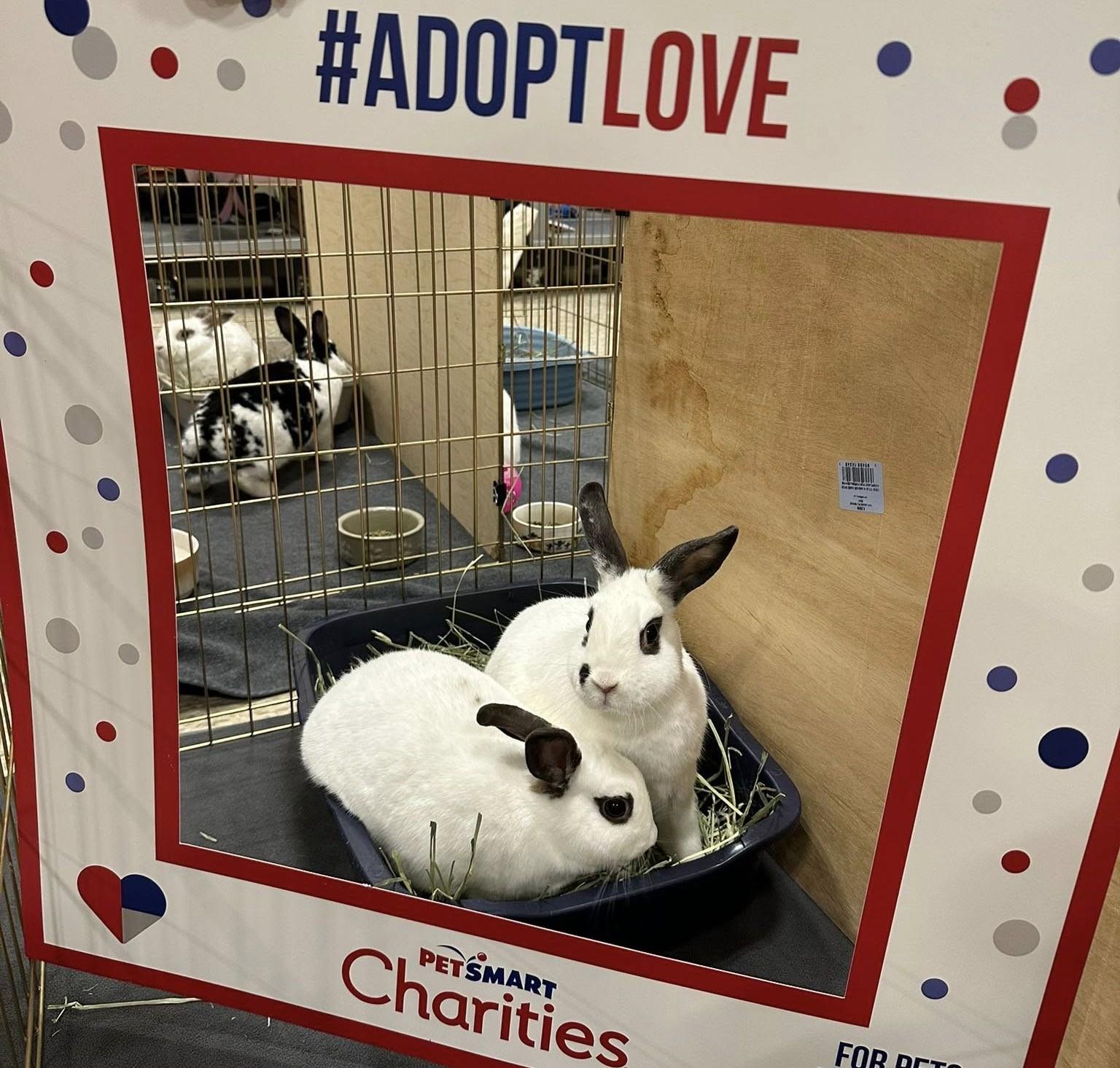 Flora & Jenny, Adoptable, Adult Female Hotot.