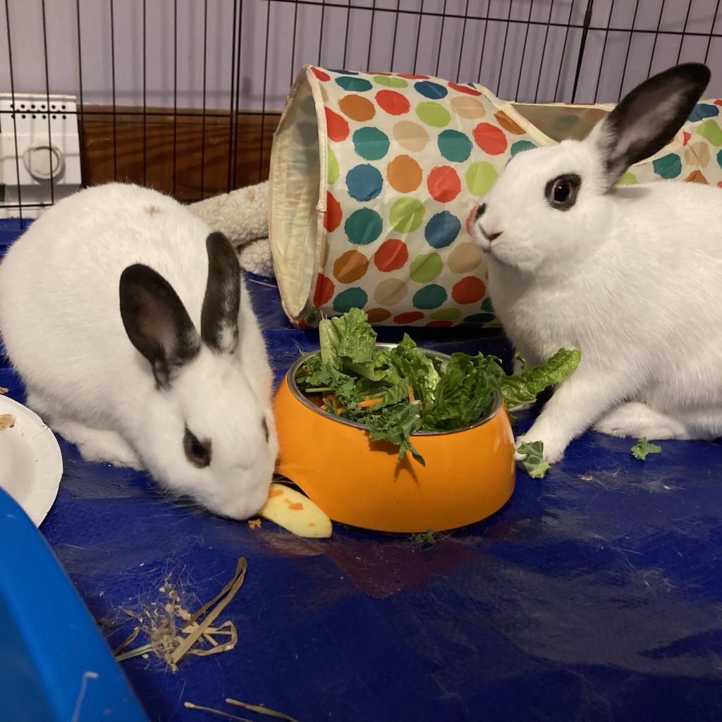 Enlarge Flora & Jenny, a Adoptable Hotot in Glen Burnie, MD image 2/2