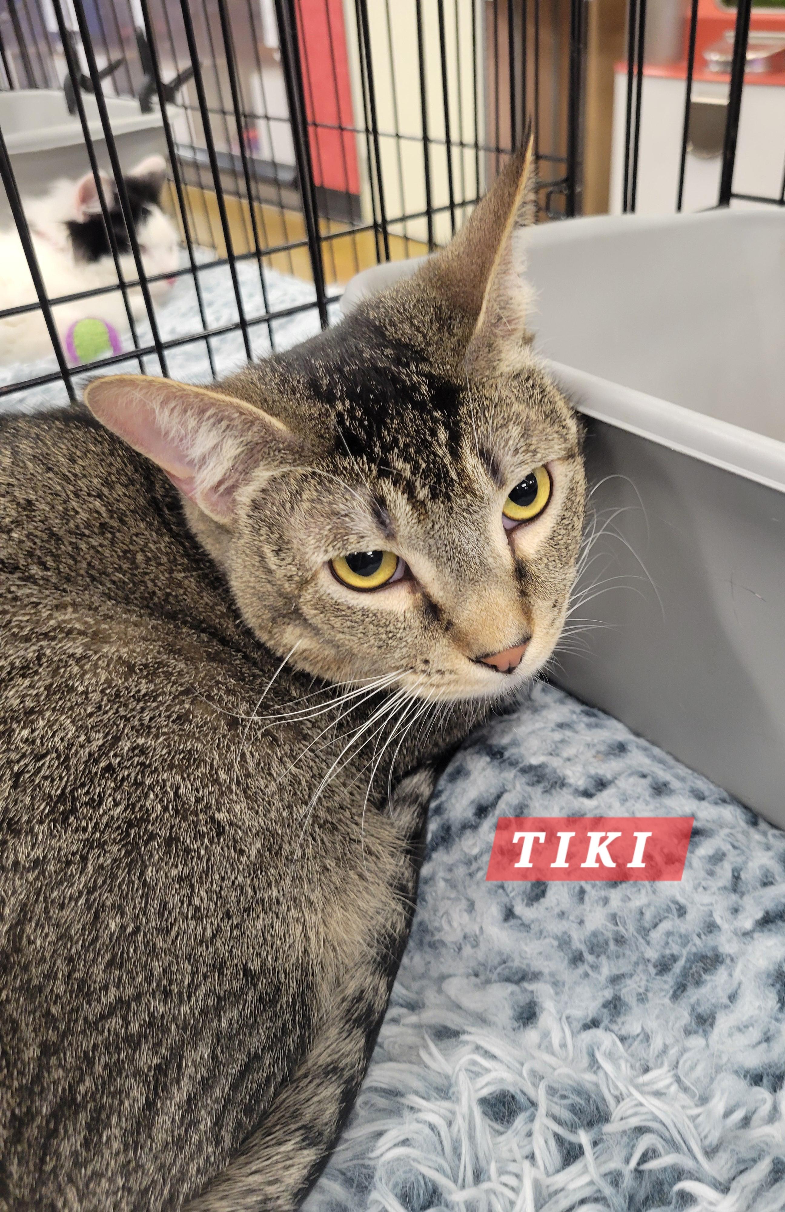 Enlarge Tiki, an adopted Domestic Short Hair in Riverside, CA image 2/3
