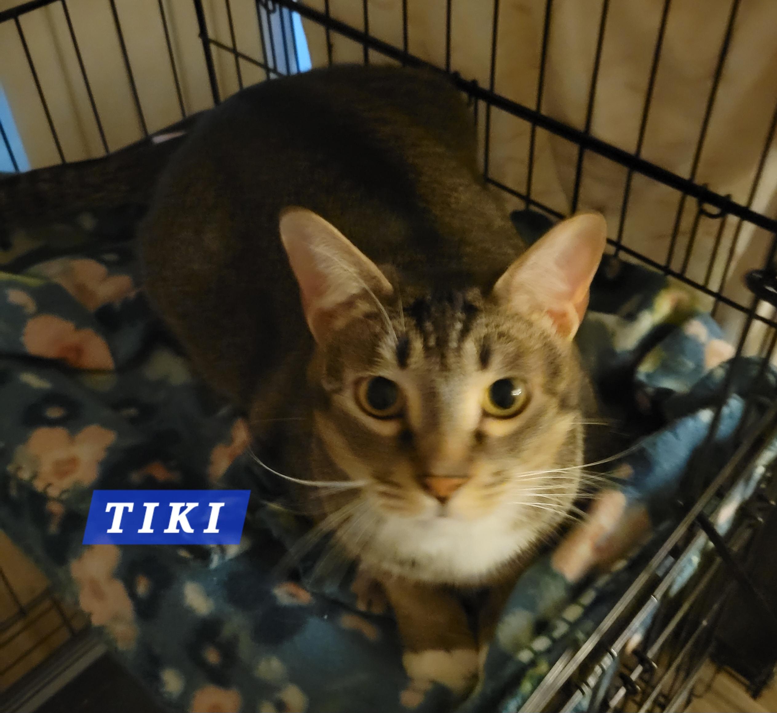 Enlarge Tiki, an adopted Domestic Short Hair in Riverside, CA image 3/3