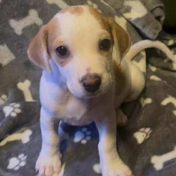 Enlarge Chip ( Nikki-Fostered in TN), an adoption pending mixed breed in Brooklyn, CT image 5/5