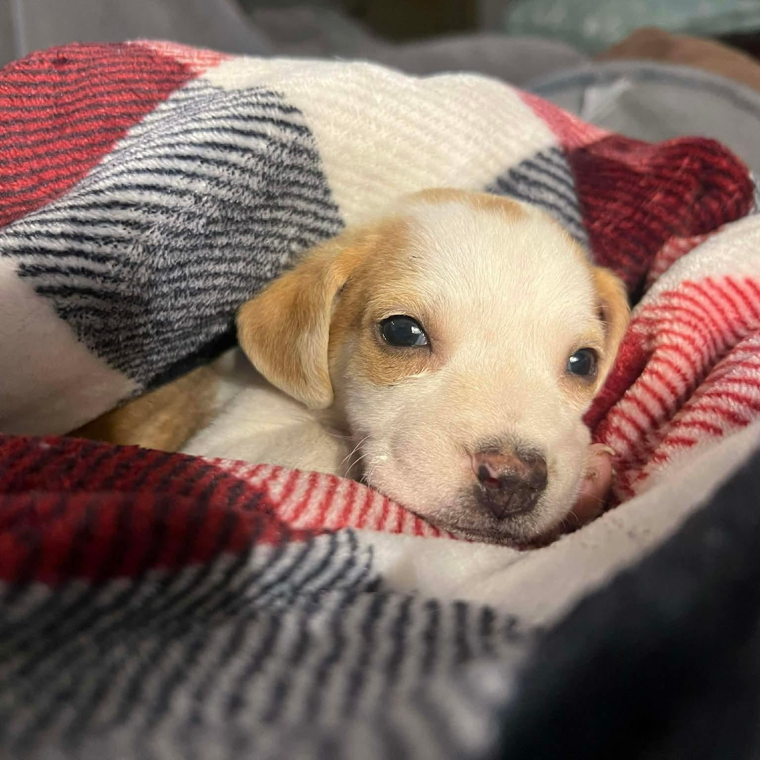 Enlarge Chip ( Nikki-Fostered in TN), an adoption pending mixed breed in Brooklyn, CT image 2/5