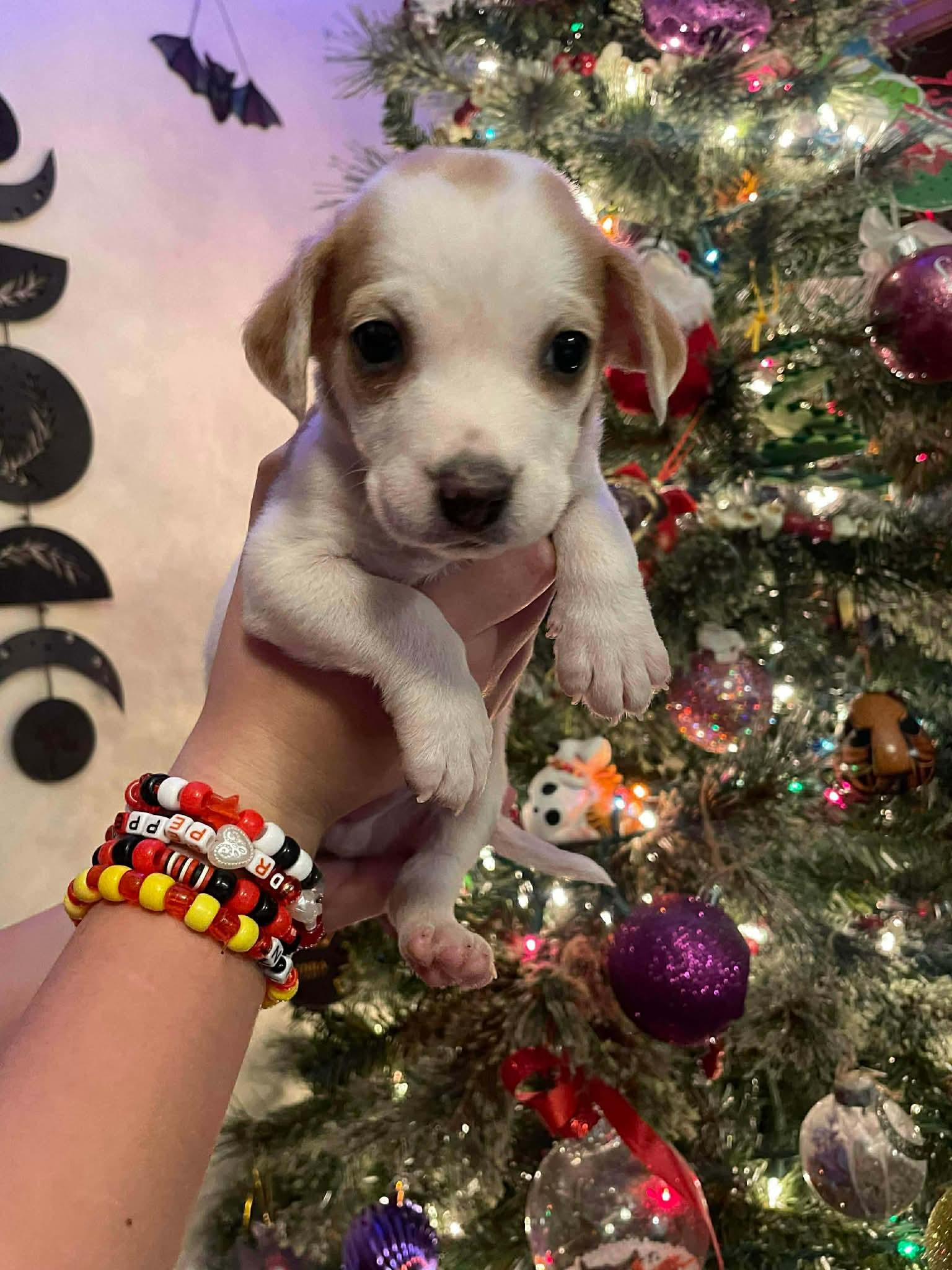 Enlarge Chip ( Nikki-Fostered in TN), an adoption pending mixed breed in Brooklyn, CT image 3/5