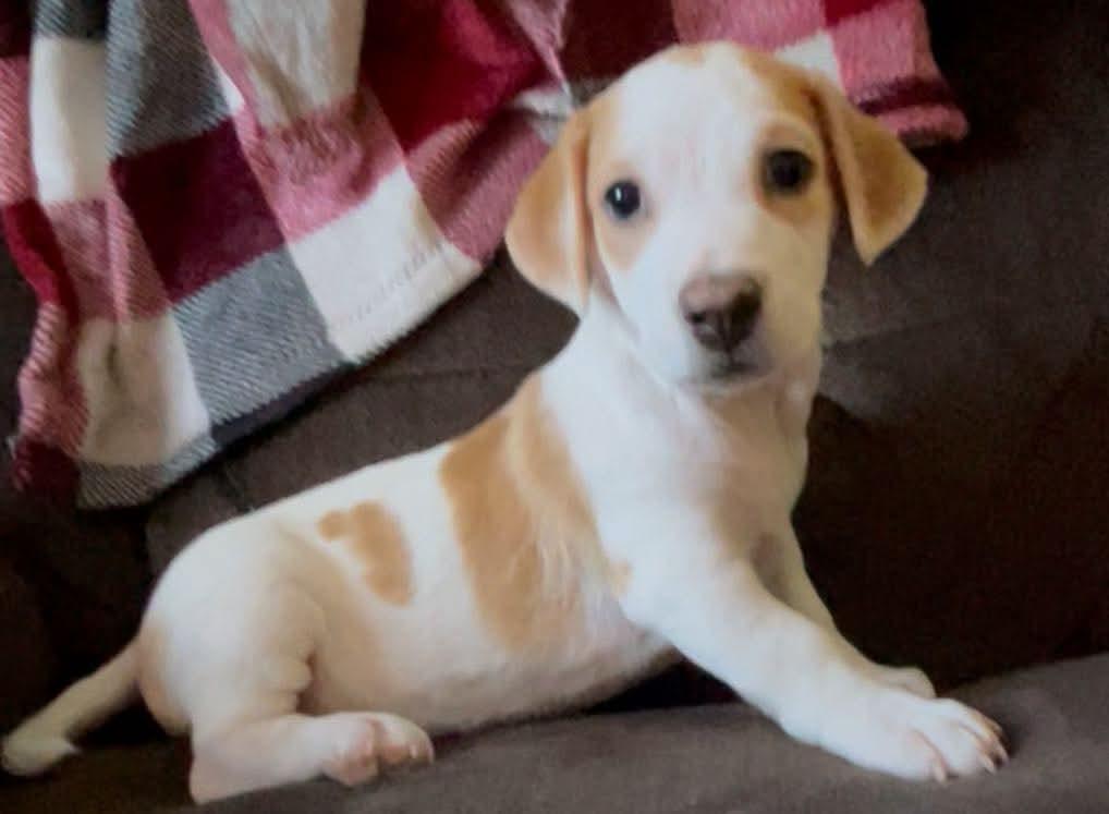 Enlarge Chip ( Nikki-Fostered in TN), an adoption pending mixed breed in Brooklyn, CT image 1/5