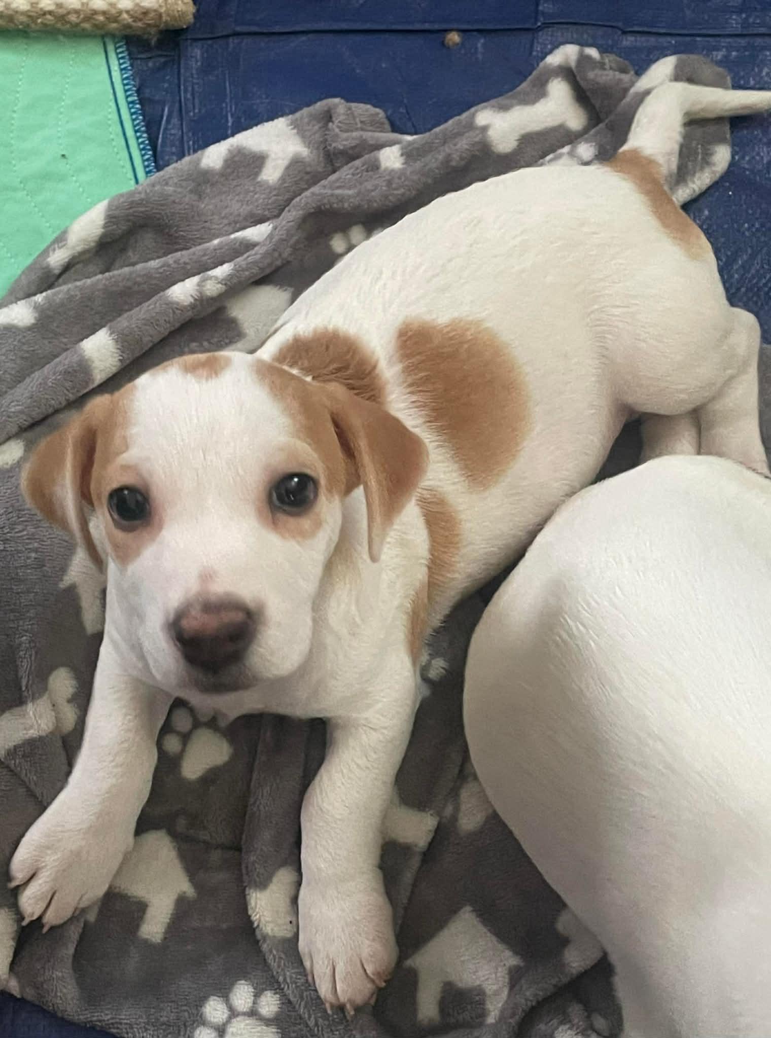 Enlarge Chip ( Nikki-Fostered in TN), an adoption pending mixed breed in Brooklyn, CT image 4/5