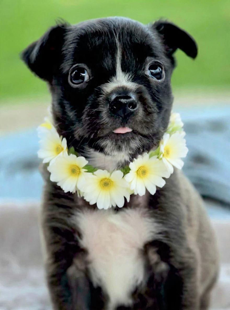 Enlarge Mel, a ADOPTABLE mixed breed in Corona Del Mar, CA image 1/1