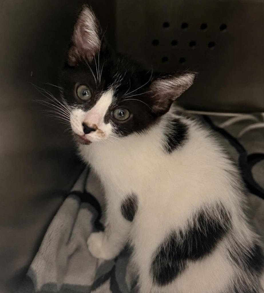 Junebug, Adoptable, Kitten Male Domestic Short Hair.
