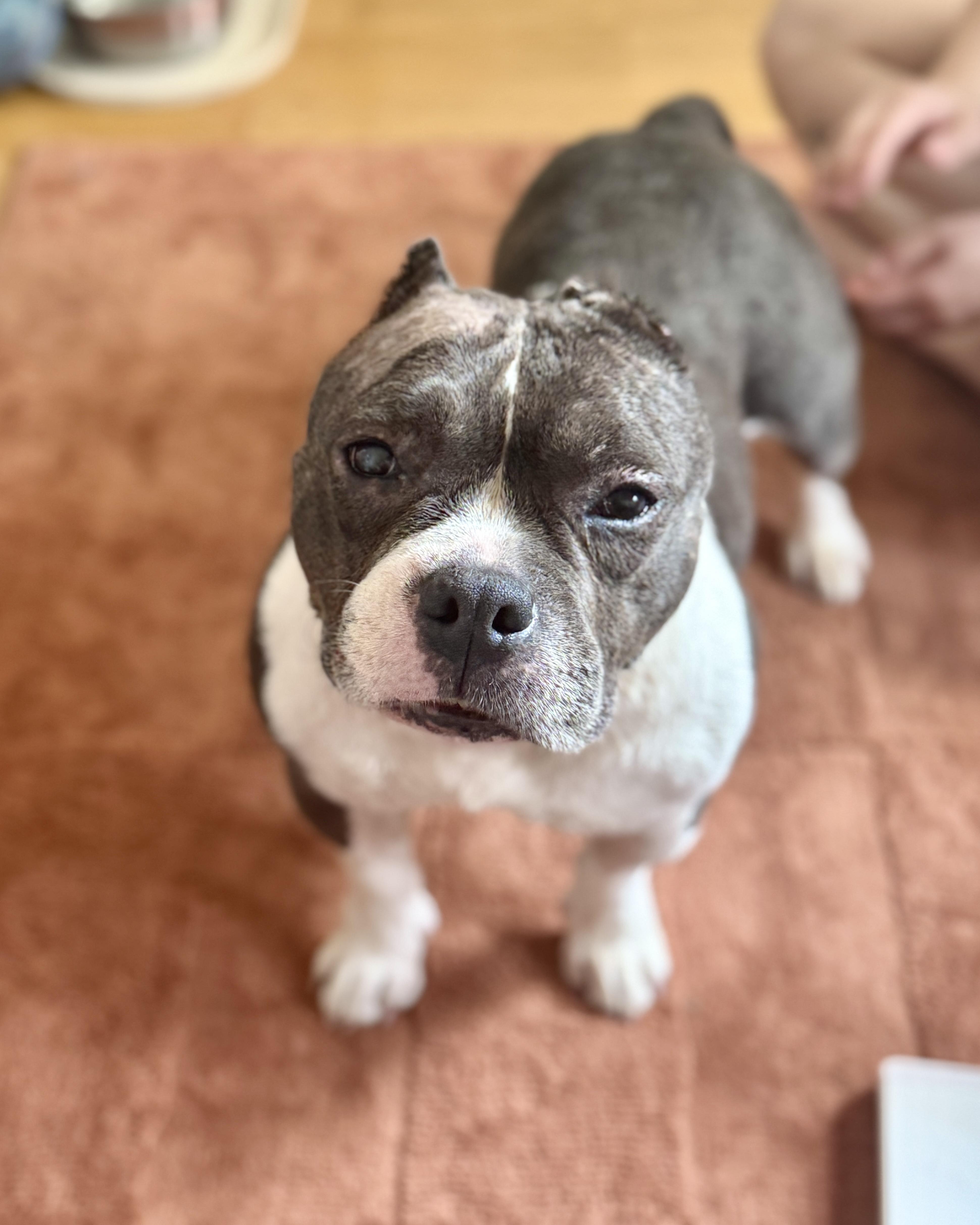 Enlarge Exuma, a Adoptable mixed breed in Chatham, NJ image 1/6
