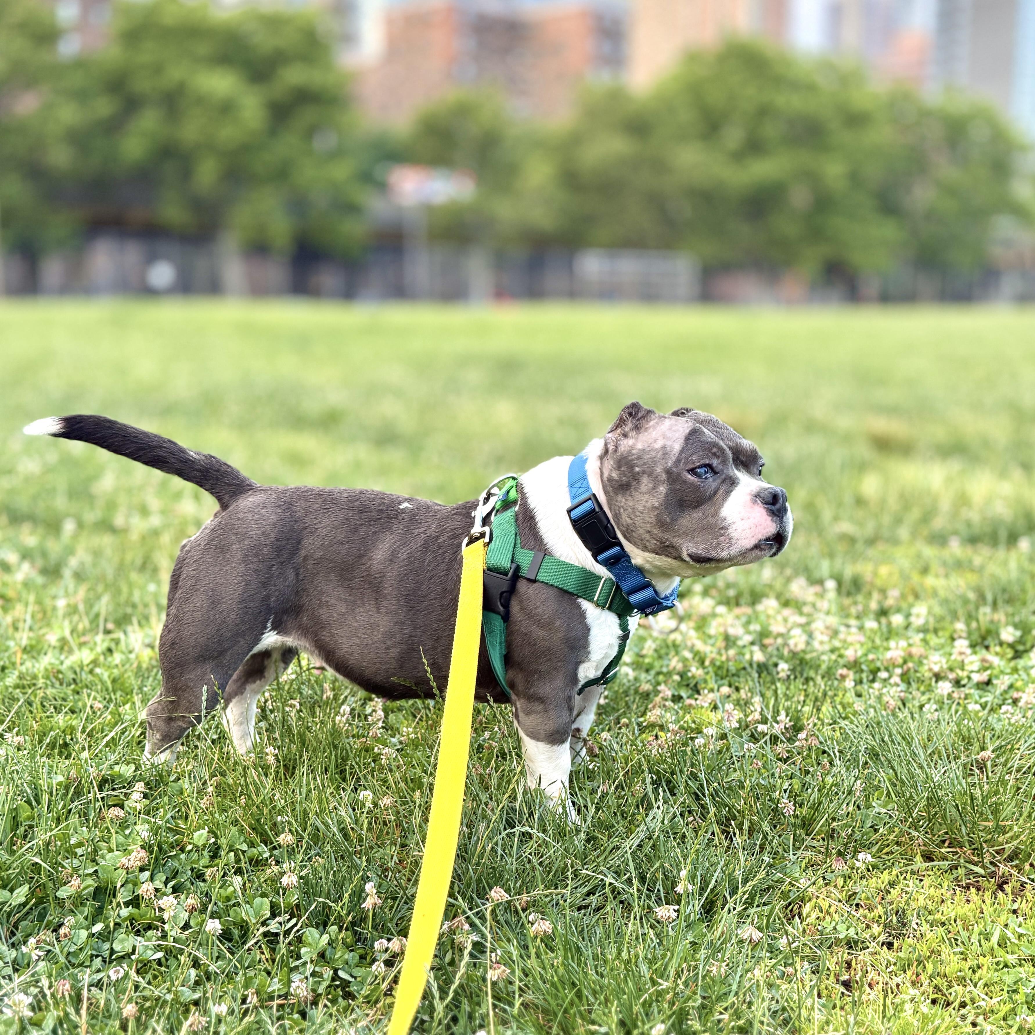 Enlarge Exuma, a Adoptable mixed breed in Chatham, NJ image 2/6