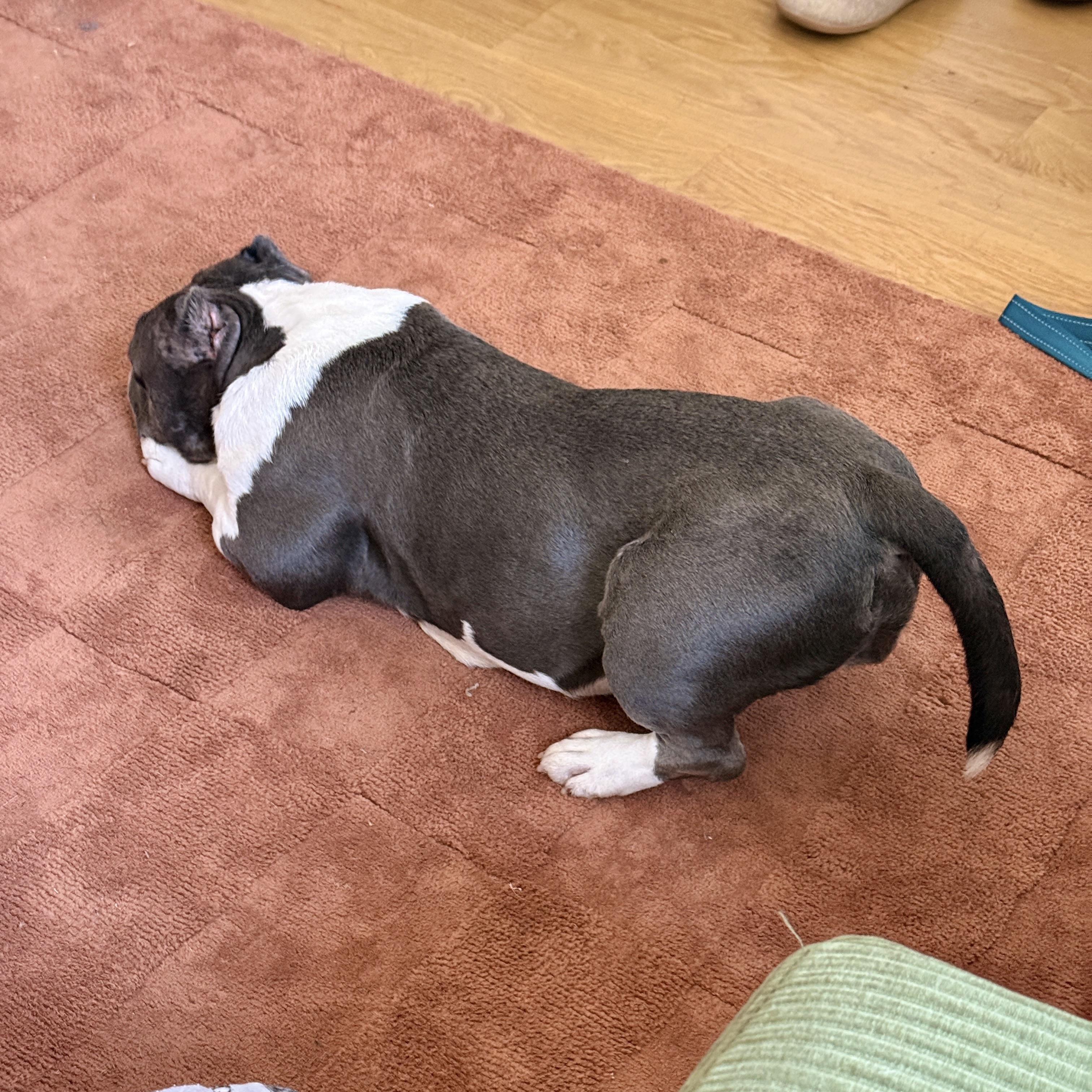 Enlarge Exuma, a Adoptable mixed breed in Chatham, NJ image 3/6