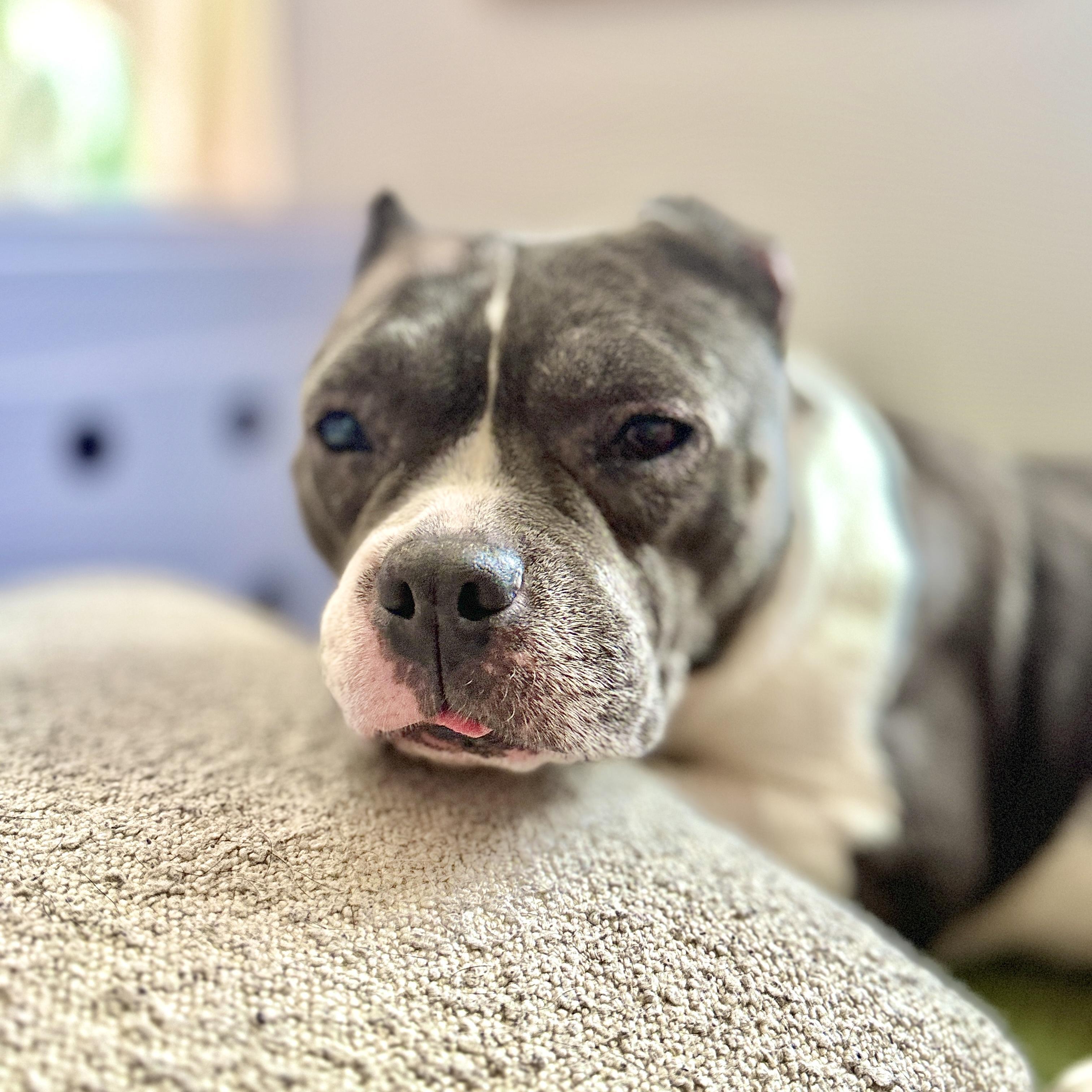 Enlarge Exuma, a Adoptable mixed breed in Chatham, NJ image 4/6