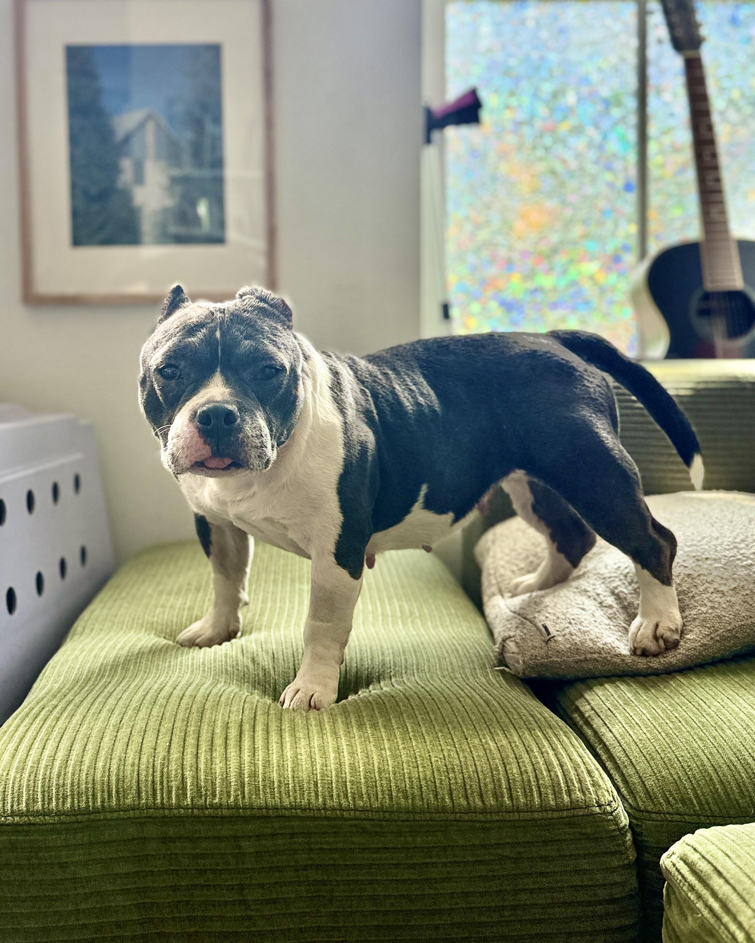 Enlarge Exuma, a Adoptable mixed breed in Chatham, NJ image 5/6