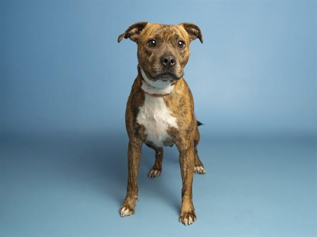 Enlarge ROXY, a Adoptable Pit Bull Terrier in Phoenix, AZ image 1/1