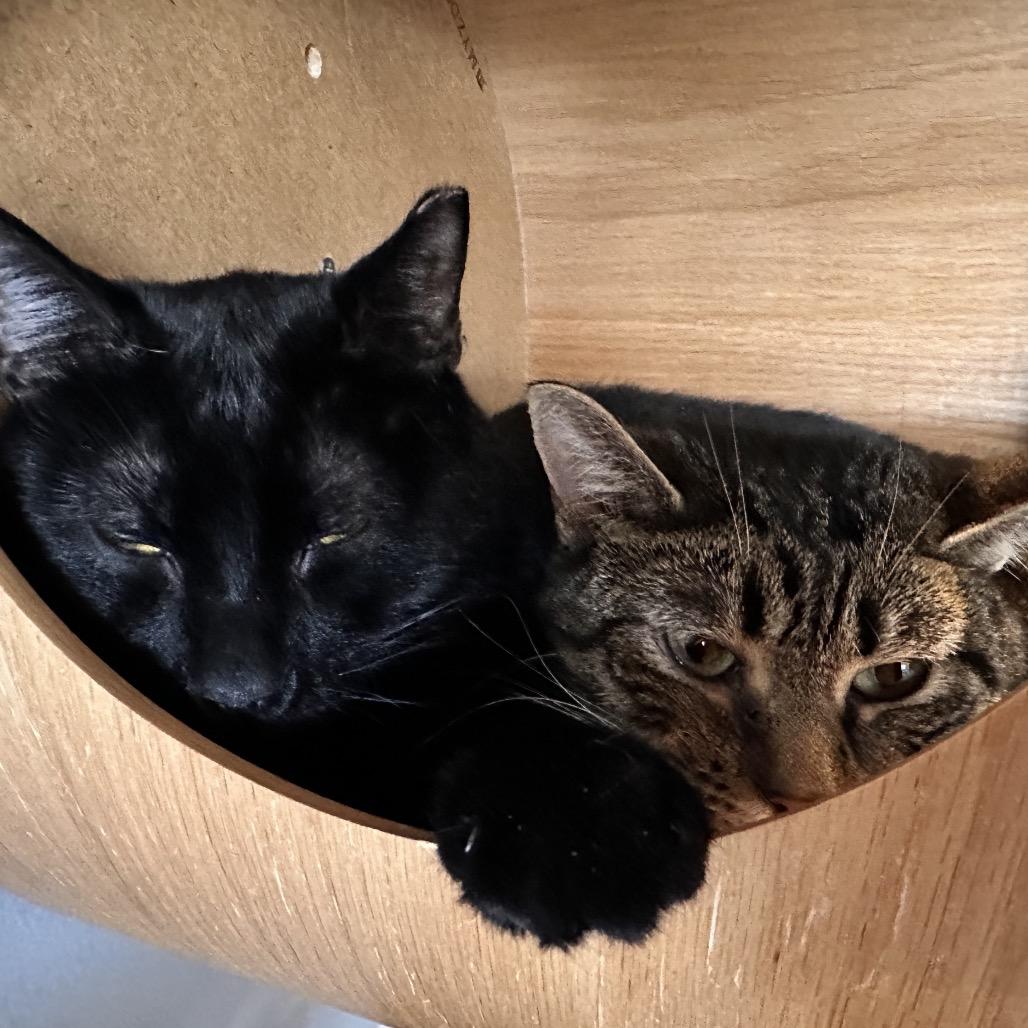 Dolly, Adoptable, Adult Female Domestic Short Hair.