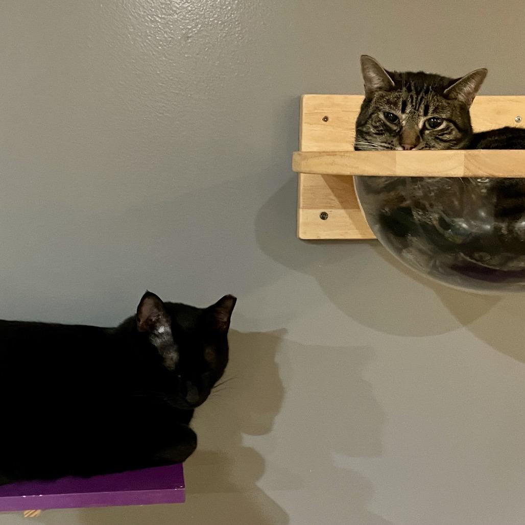 Enlarge Dolly, a Adoptable Domestic Short Hair in Nashville, TN image 2/3