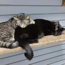 Enlarge Dolly, a Adoptable Domestic Short Hair in Nashville, TN image 3/3