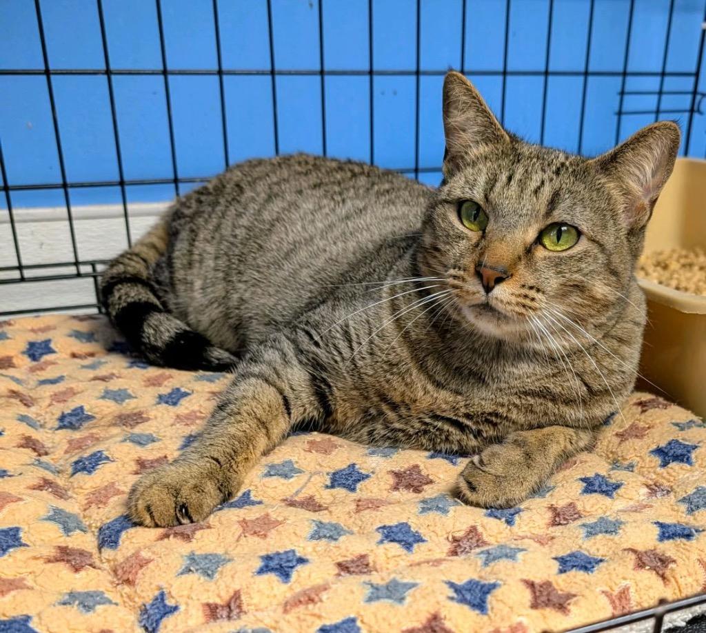 Enlarge Gypsy, a Adoptable mixed breed in Ellijay, GA image 2/6